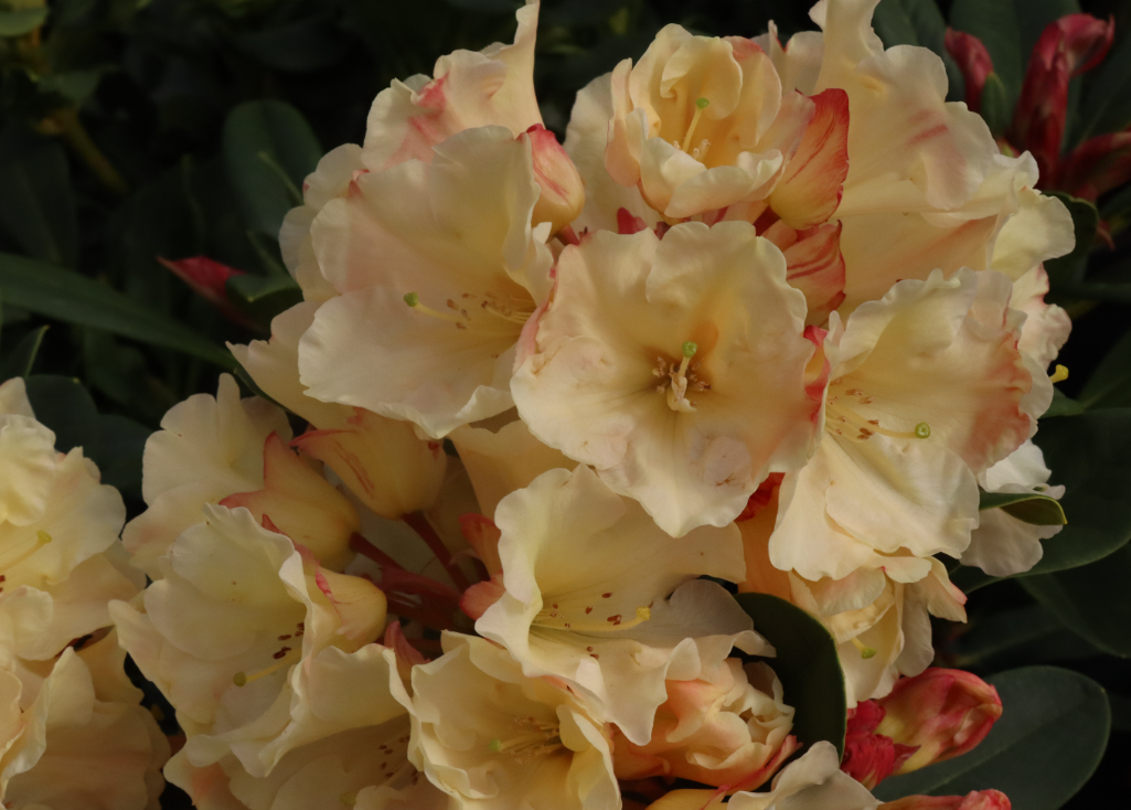 Rhododendron 'Frank Fujioka'