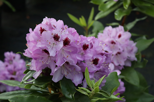 Blue Jay Rhododendron