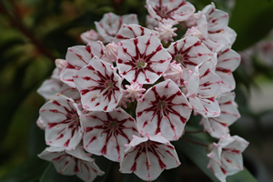 Kalmia latifolia 'Peppermint'