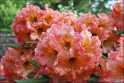 Rhododendron 'Spritz'