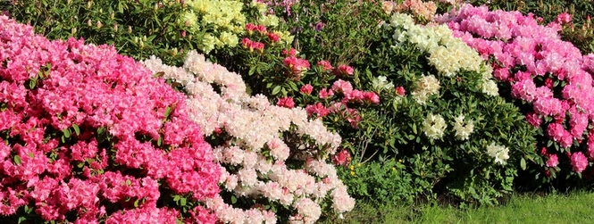 Parterre de rhododendrons