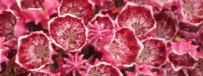 Kalmia latifolia 'heart's desire'