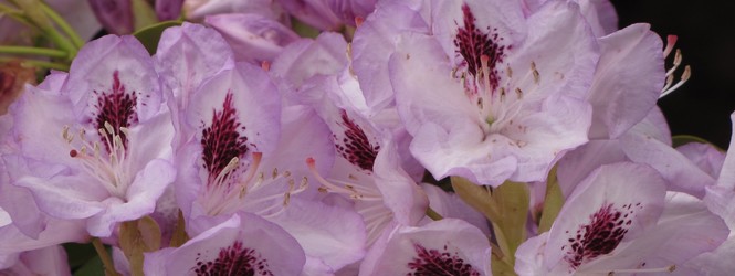 Rhododendron 'Blue Jay'